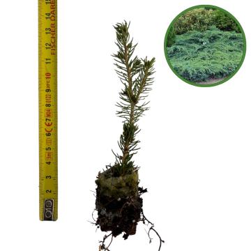 Puiet ienupar tarator Blue Carpet 10cm de la Plante Si Flori Srl