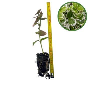 Puiet Salba Emerald Gaiety 10cm de la Plante Si Flori Srl