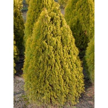 Tuia Smaragd aurie de 50-60cm ghiveci 2L