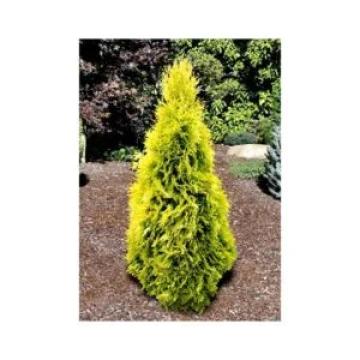 Tuia galbena de 35-40cm la ghiveci 2l