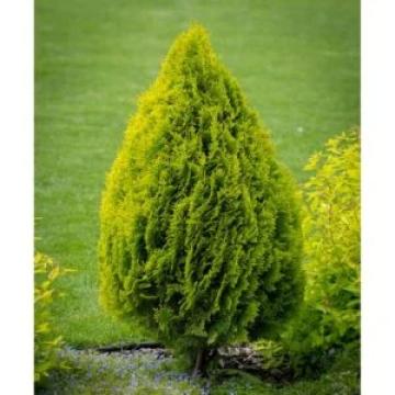 Tuia glob Little Giant de 15-30cm la ghiveci 2l de la Plante Si Flori Srl