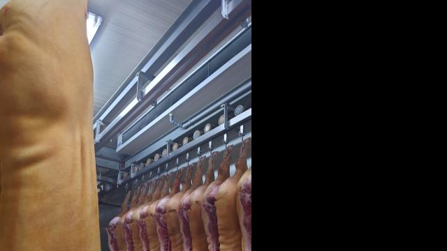 Carcasa de porc parlita