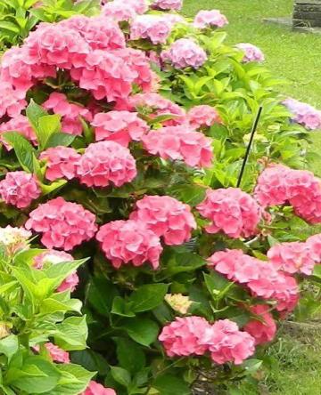 Arbust ornamental (Hortenisa) Hydrangea M. Masja de la Flor Center Srl